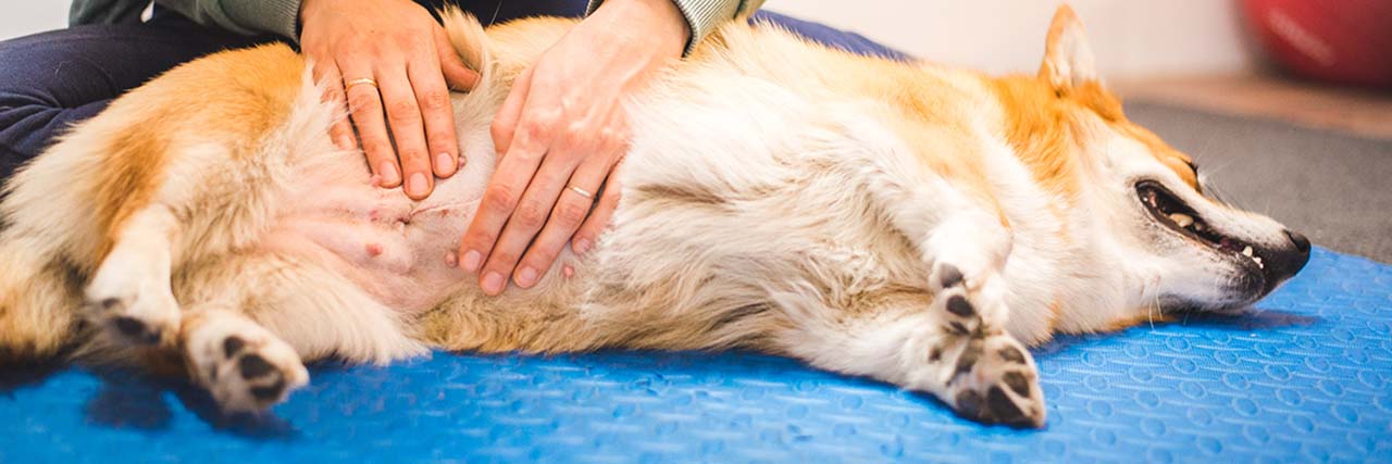Hidden Offenders - Infectious and Parasitic Causes of Vomiting in Dogs